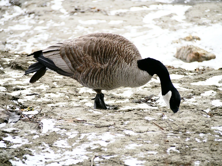 a brown and white bird standing in the snow