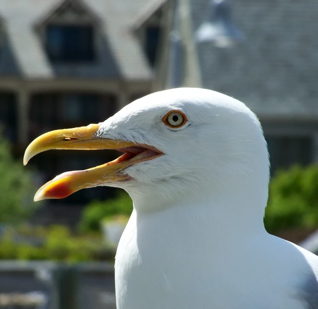 a close up of a white bird with large orange beak