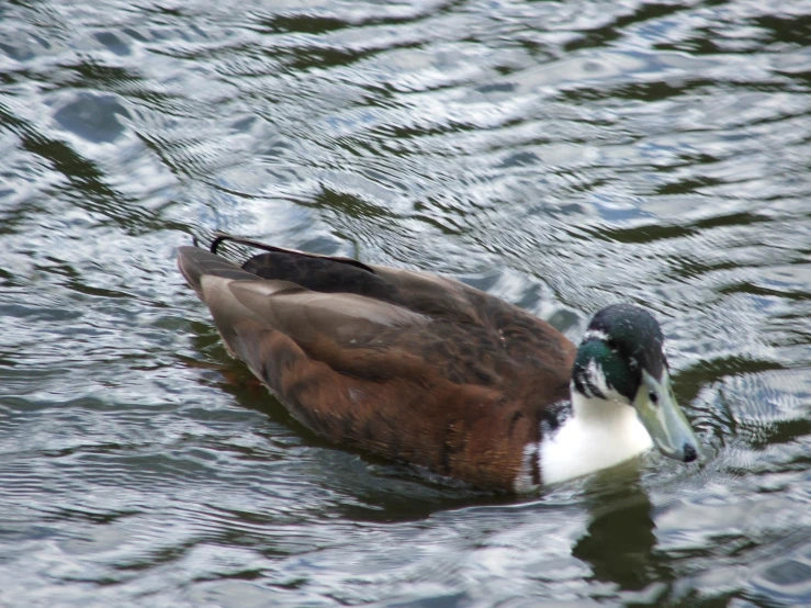 a large duck is swimming on the lake