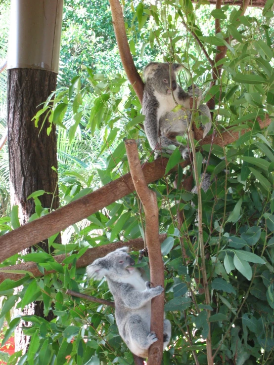 koala climbing tree nches with leaves and trees around