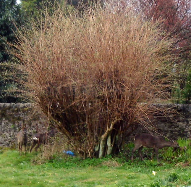 two animals graze in the yard while one is standing next to it