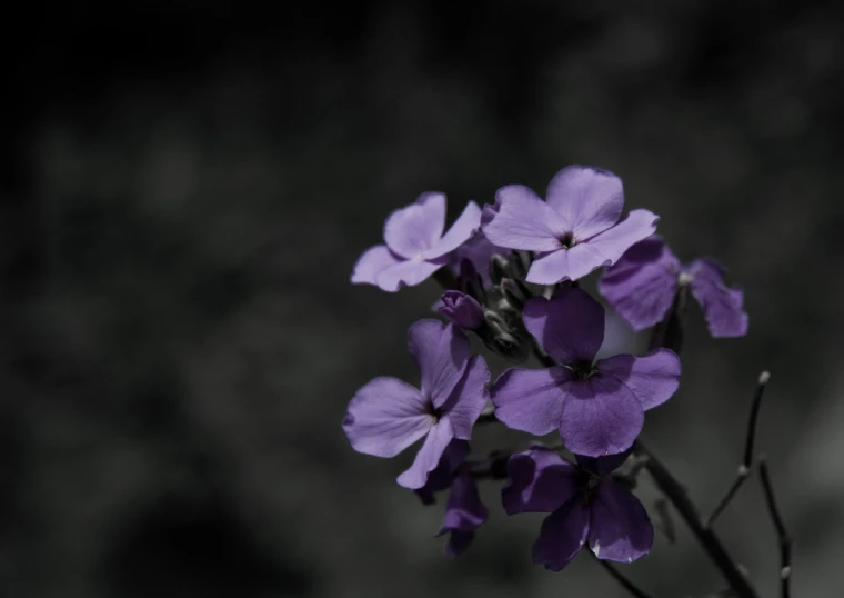 purple flowers in vase with dark background