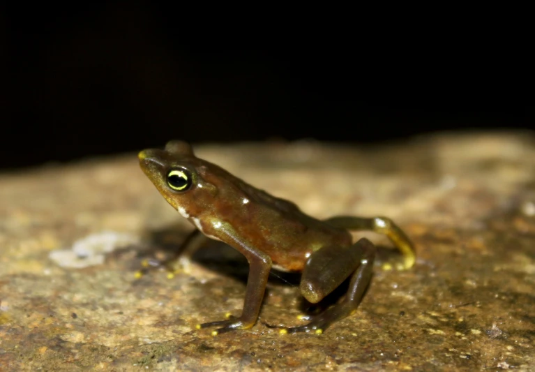 a small brown and black frog sitting on top of a rock