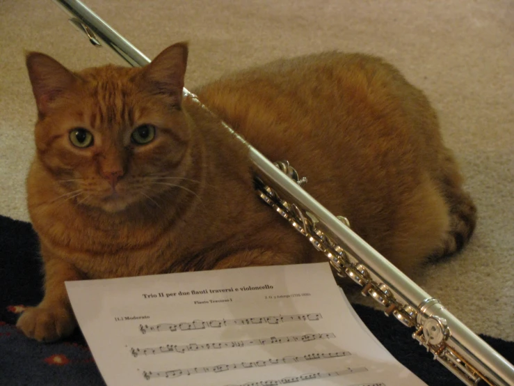 a cat laying on a carpet next to a musical note