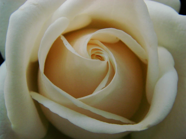 close up of white rose with the center