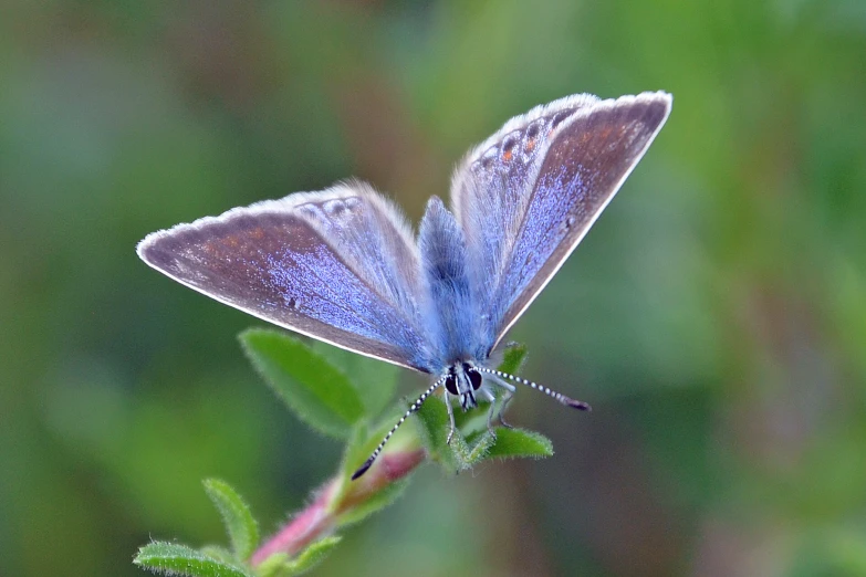 a blue erfly with light blue wings is perched on a thin nch