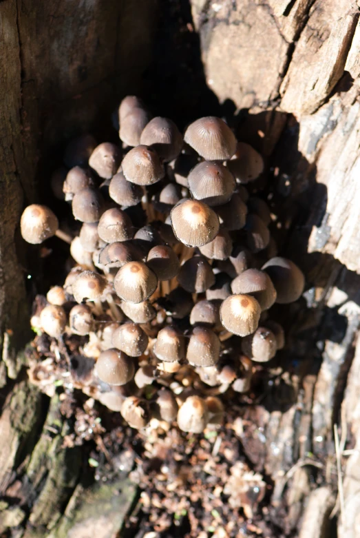 a bunch of mushrooms are growing on the trunk of a tree