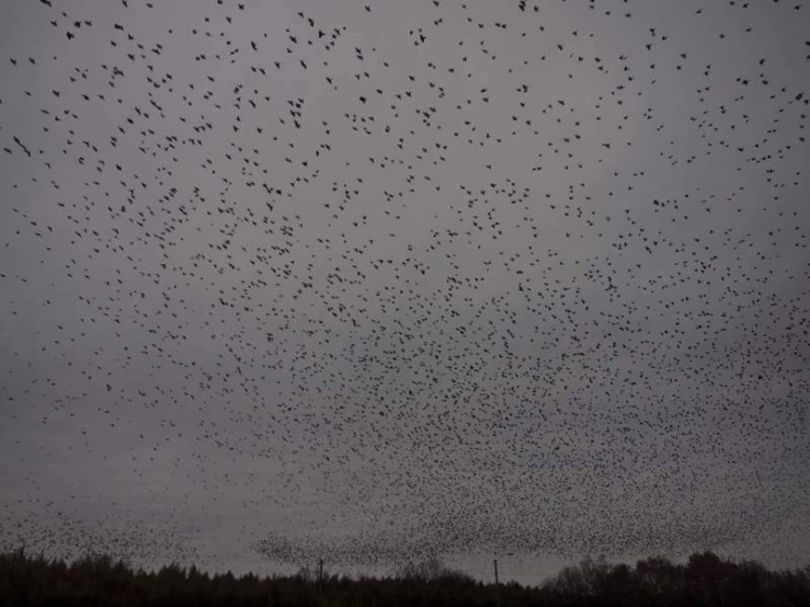 a flock of birds flying through the air