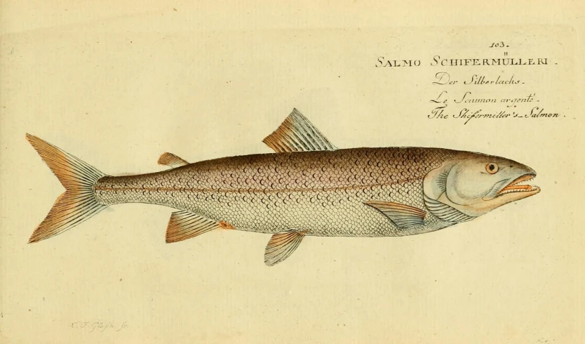 a fish with its mouth open in an illustration