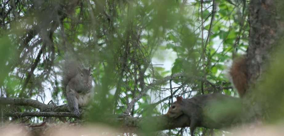 an image of two animals on the nch of a tree