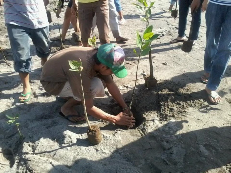 the man is planting a tree in the mud