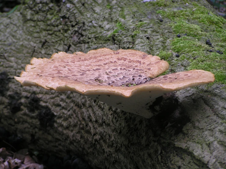 a tree nch with an odd shaped piece of fungus