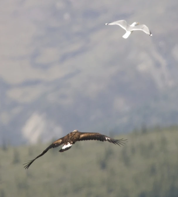 a bird is flying over a mountainous area