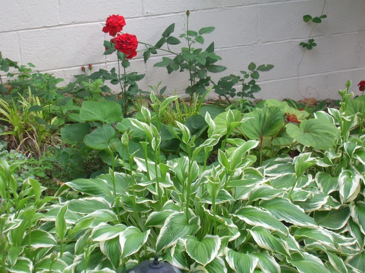 a garden is filled with green and red flowers