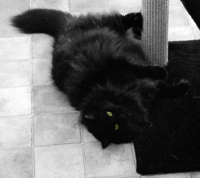 black cat is lying on the floor with his paws under the table