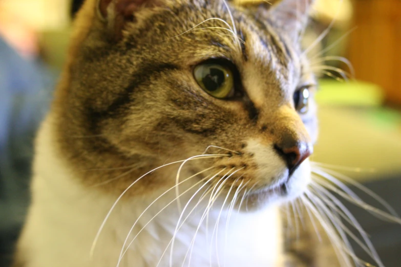 a gray striped cat with its eyes wide open