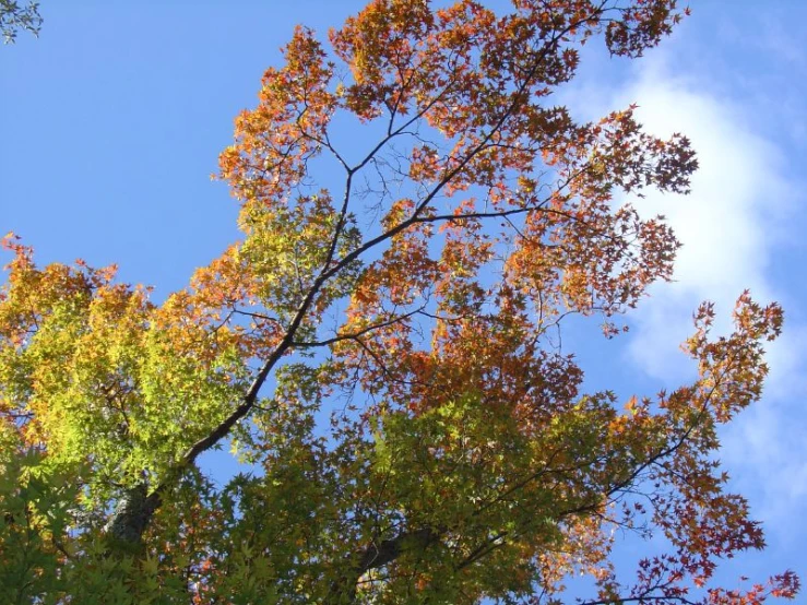 two trees in the background with orange and green leaves