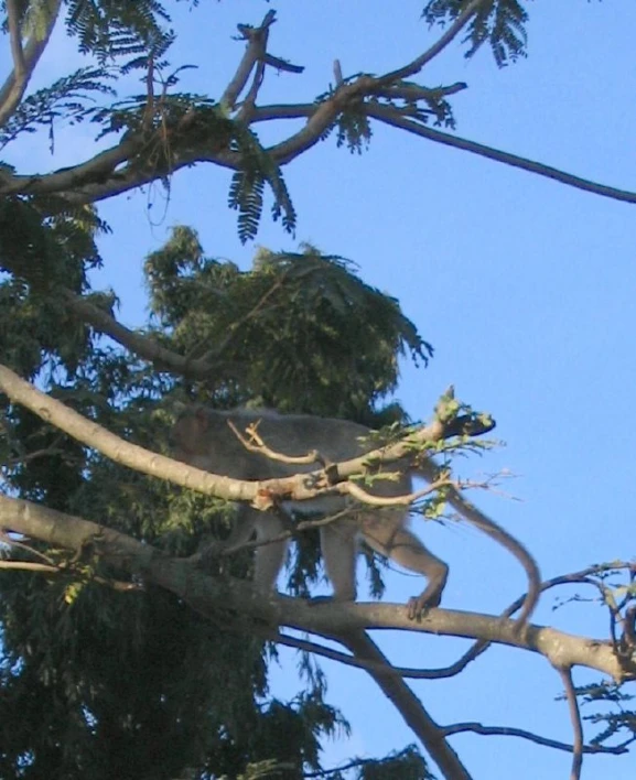 an animal sitting in a tree, looking off to the left