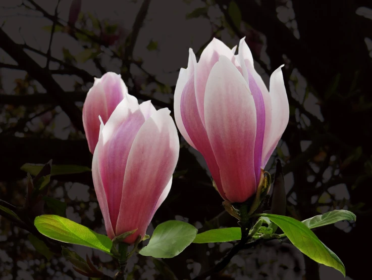 pink flowers in bloom on a stem on the nch