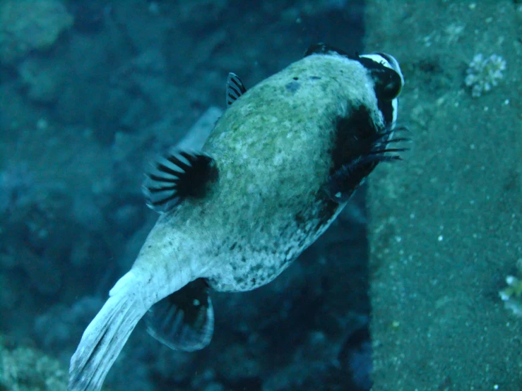 a fish that is standing in the water