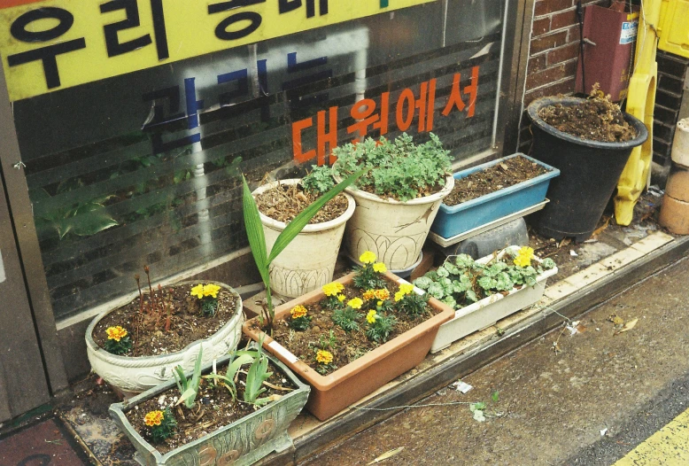 some potted plants and flowers outside a building