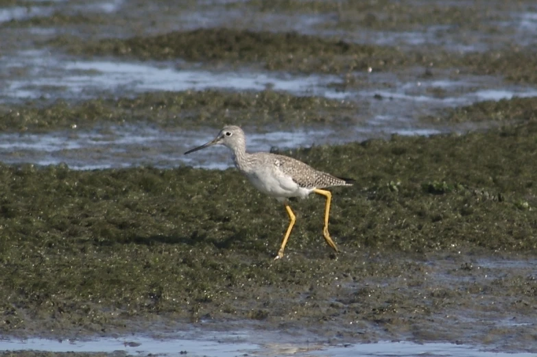 a bird with long legs and feet walking through the grass