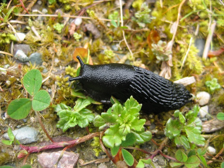 a slug on the ground covered in moss