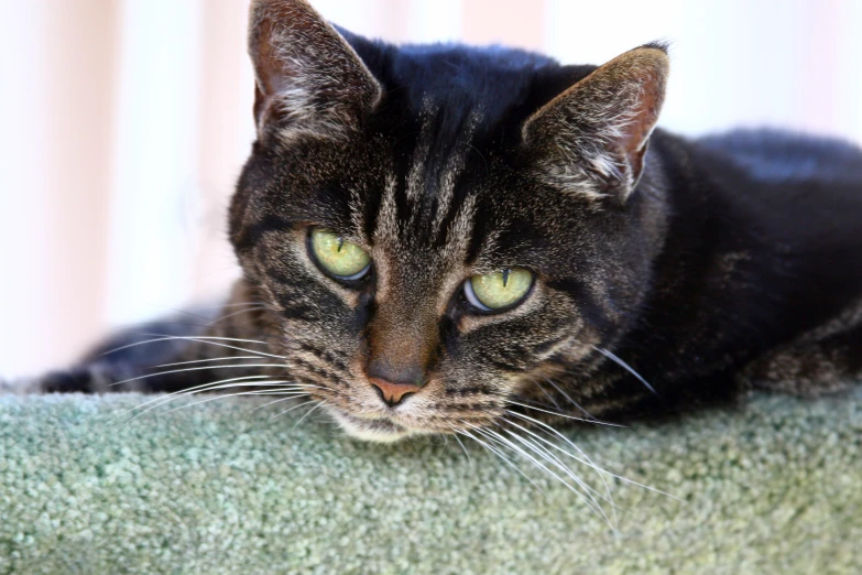 the face of a cat sitting on top of a couch