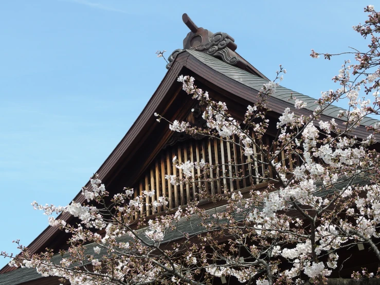 a po of a pagoda with flowers in bloom on a clear day