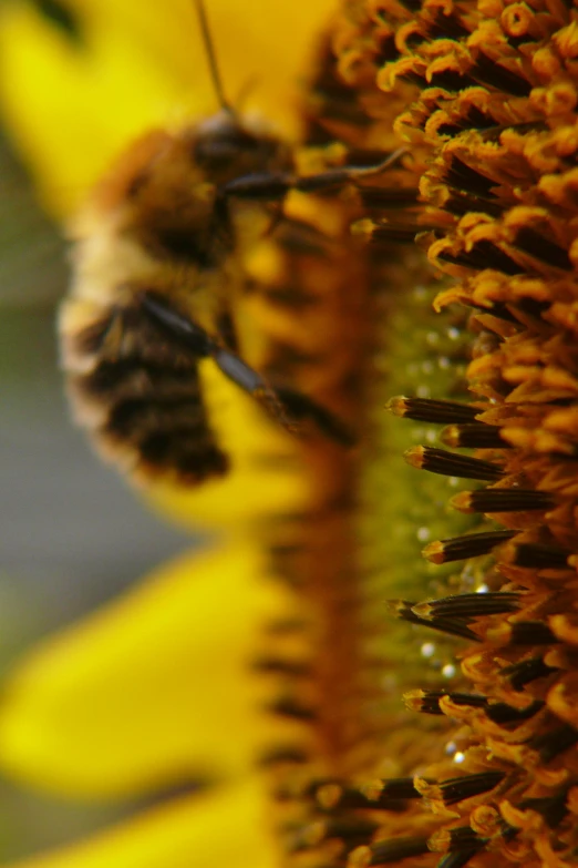 a bee that is sitting on top of a flower