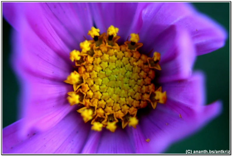 the center of a flower in focus with yellow centers
