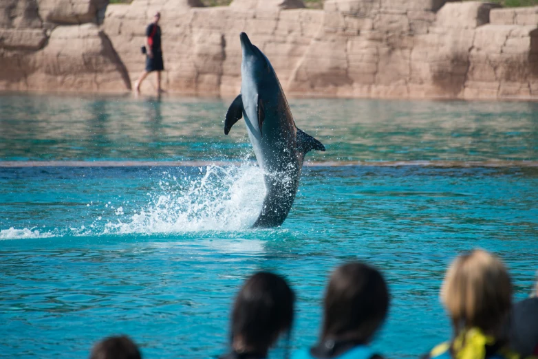 people are watching a dolphin jump in water