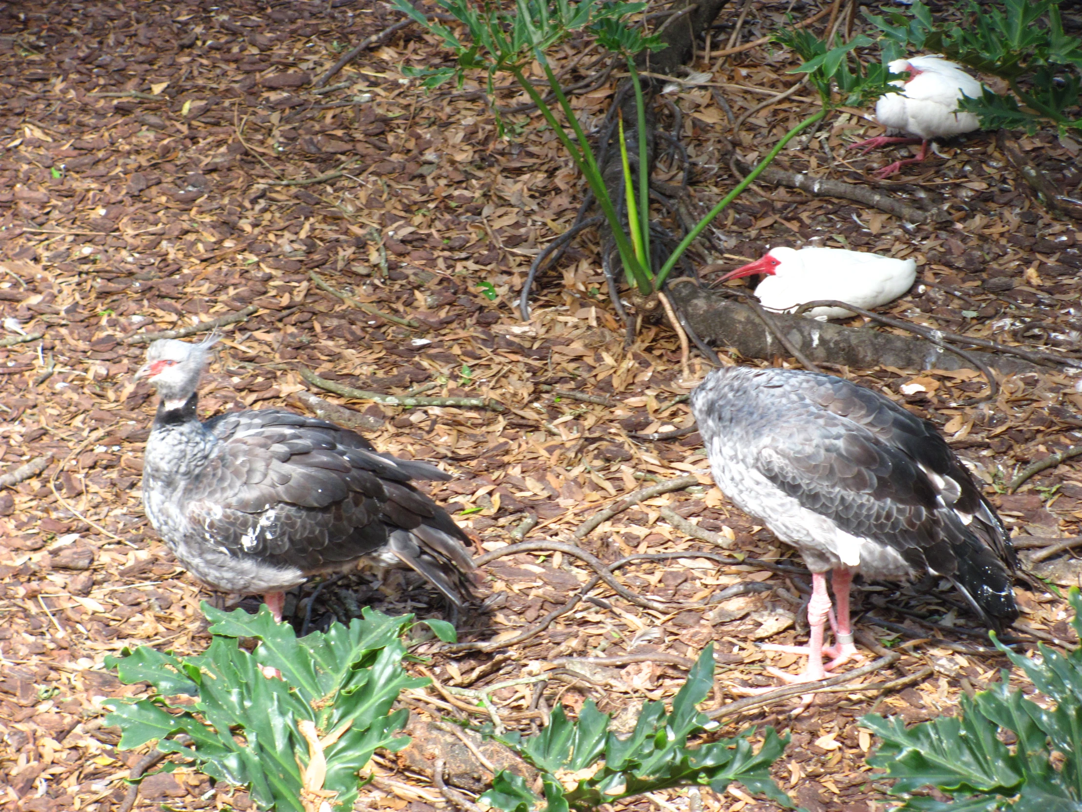 two birds sit in the ground among leaves