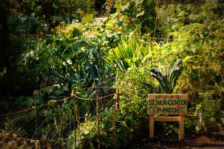 a small garden area that contains various plants