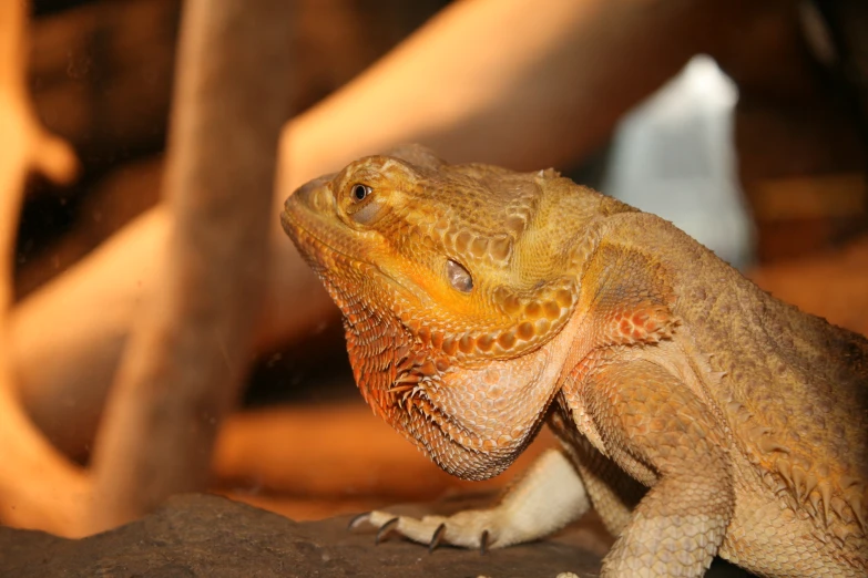 a close up of a lizard in an enclosure