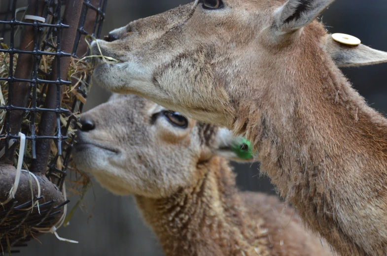 a close up of two deers near a fence