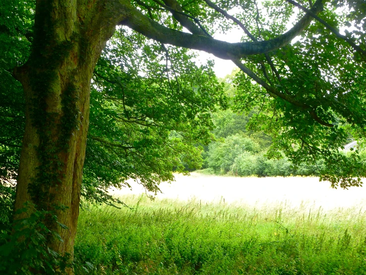 a field with lots of grass and some trees