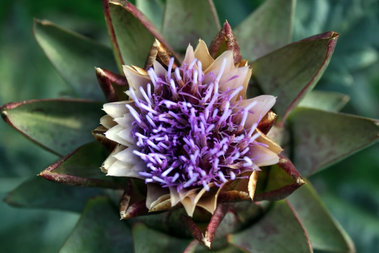 a close up view of a flower with purple petals