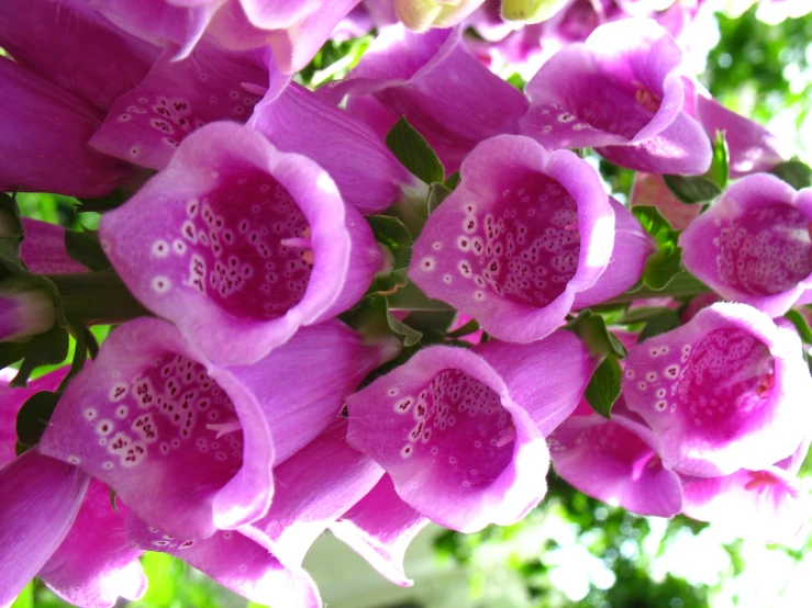 a close up of pink flowers on a tree