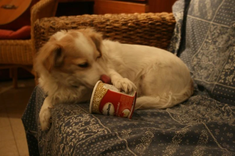 dog drinking a can of beer on the couch
