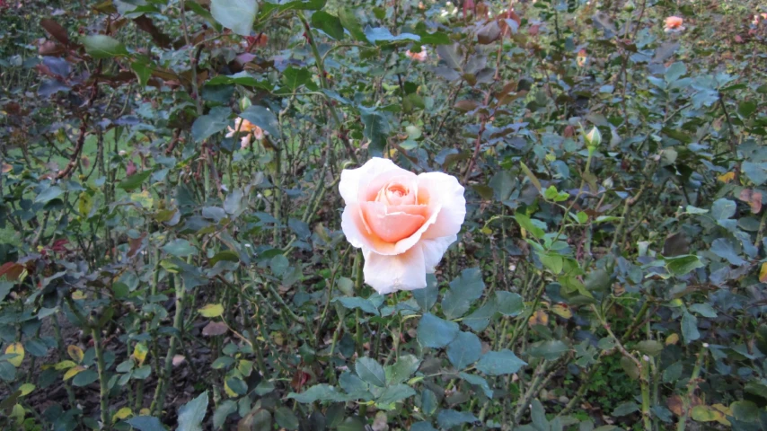 a rose that is in the middle of some bushes