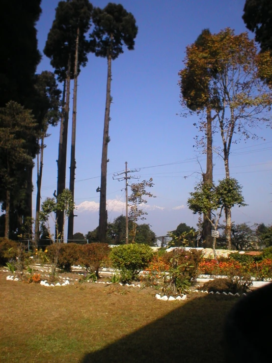 a couple of trees that are standing in the grass