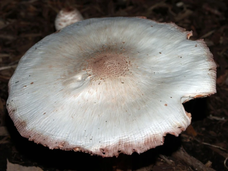 the mushroom is growing out of the ground