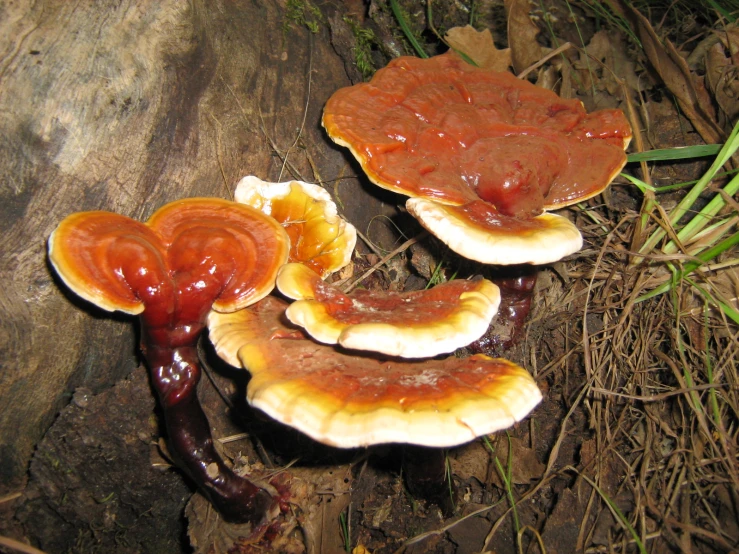 a cluster of mushrooms with ketchup on it sitting on the ground