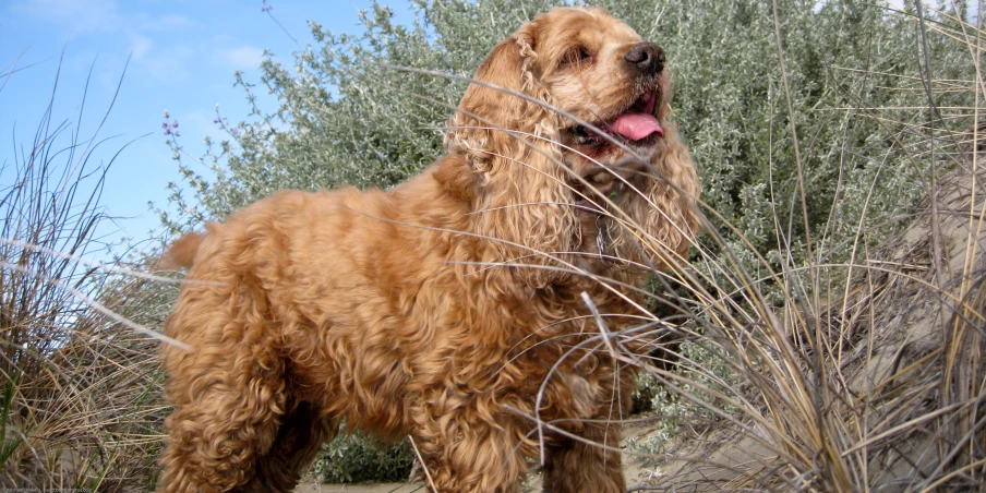 a golden retriever dog standing near a bush