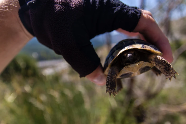 a small turtle being held up by someone's hand