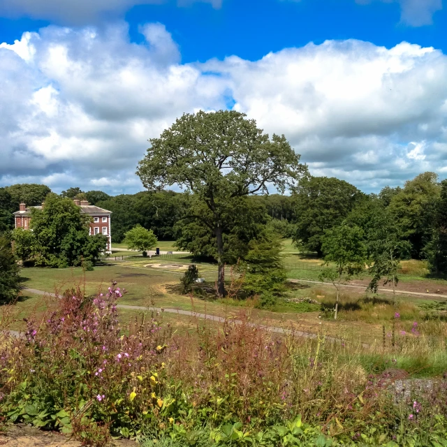 a po of a grassy field with lots of trees