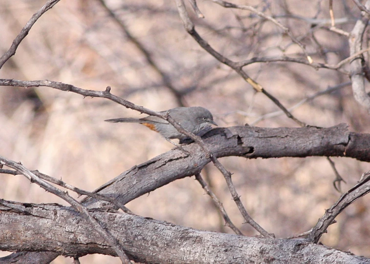 two birds perched on some nches in a forest