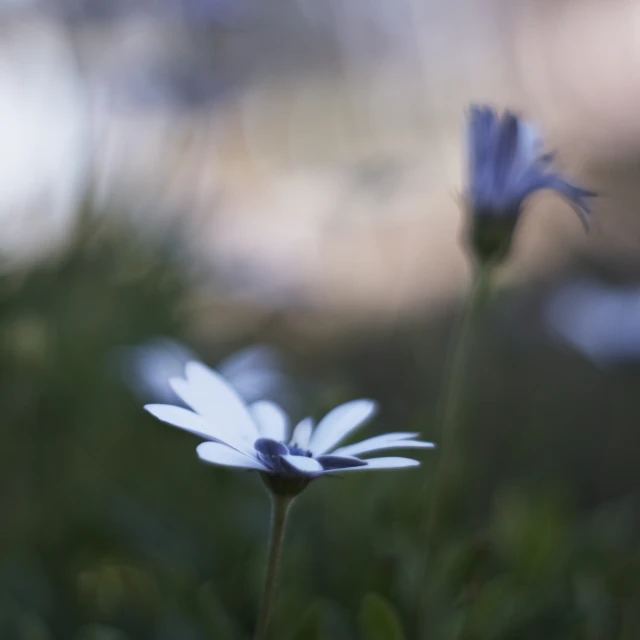 some pretty small white flowers in the grass