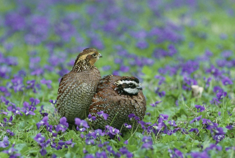 two large birds standing next to each other in the middle of blue flowers